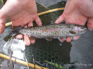 Native Trout Fly Fishing