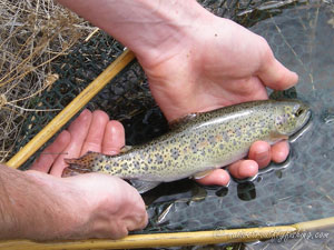 Native Trout Fly Fishing