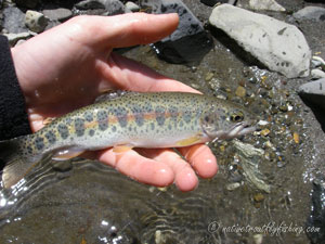 Native Trout Fly Fishing