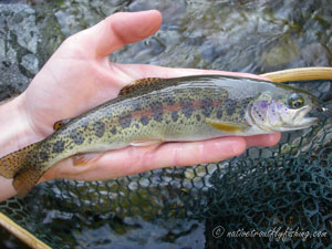 Native Trout Fly Fishing