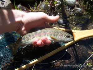 Native Trout Fly Fishing