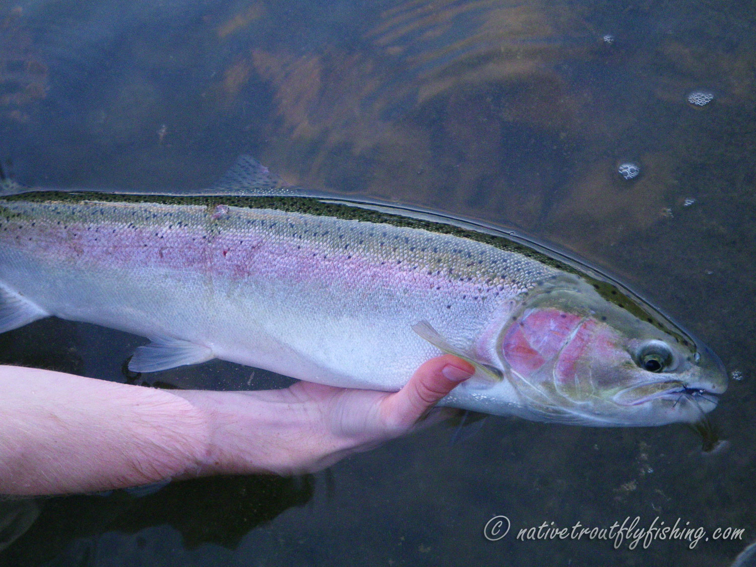  Vintage Rainbow Trout Steelhead Washington Map Fly