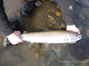 Native Trout Fly Fishing