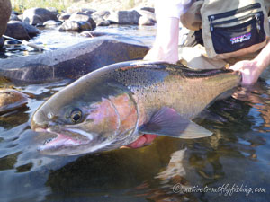 Native Trout Fly Fishing