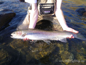 Native Trout Fly Fishing