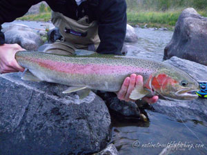 Native Trout Fly Fishing