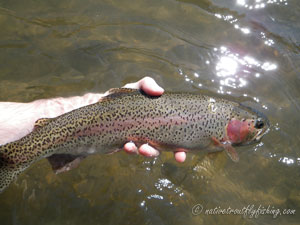 Native Trout Fly Fishing