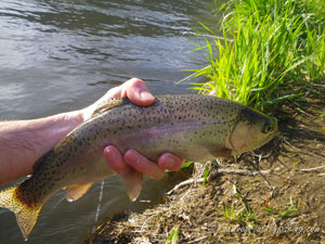 Native Trout Fly Fishing