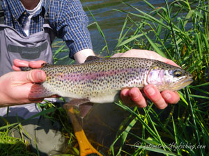 Native Trout Fly Fishing