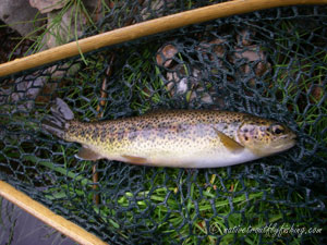 Native Trout Fly Fishing