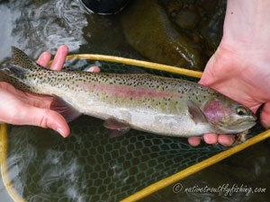 Native Trout Fly Fishing