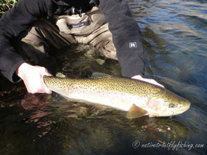 Native Trout Fly Fishing