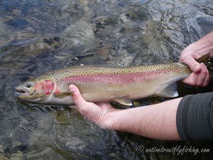 Native Trout Fly Fishing