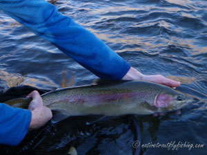 Native Trout Fly Fishing