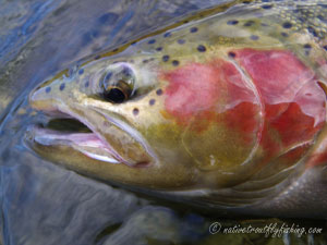 Native Trout Fly Fishing