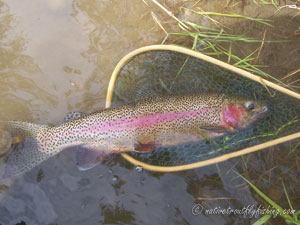 Native Trout Fly Fishing