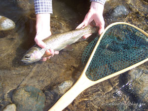 Native Trout Fly Fishing