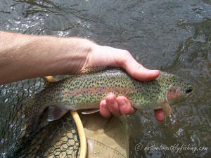 Native Trout Fly Fishing