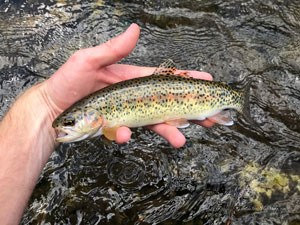 Native Trout Fly Fishing