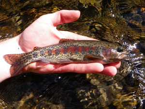 Native Trout Fly Fishing