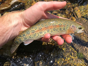 Native Trout Fly Fishing