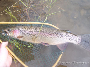 Native Trout Fly Fishing