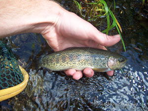 Native Trout Fly Fishing