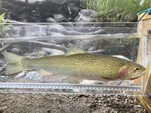 Native Trout Fly Fishing