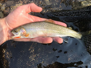 Native Trout Fly Fishing