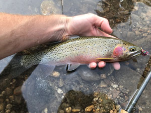 Native Trout Fly Fishing