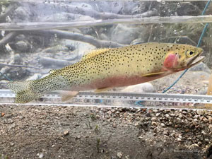 Native Trout Fly Fishing