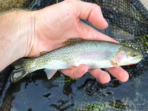 Native Trout Fly Fishing