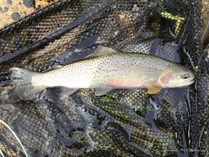 Native Trout Fly Fishing