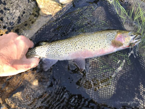 Native Trout Fly Fishing