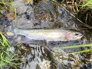 Native Trout Fly Fishing