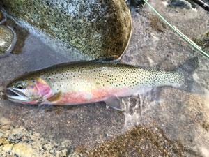 Native Trout Fly Fishing