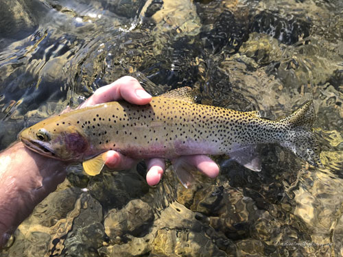 Native Trout Fly Fishing