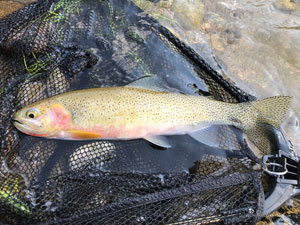 Native Trout Fly Fishing