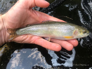 Native Trout Fly Fishing