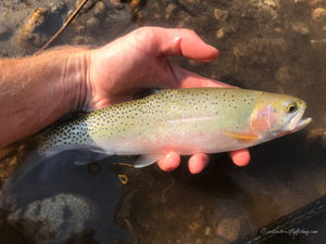 Native Trout Fly Fishing