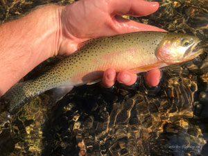 Native Trout Fly Fishing