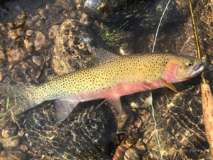 Native Trout Fly Fishing