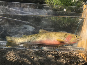 Native Trout Fly Fishing