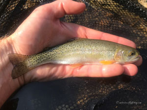 Native Trout Fly Fishing