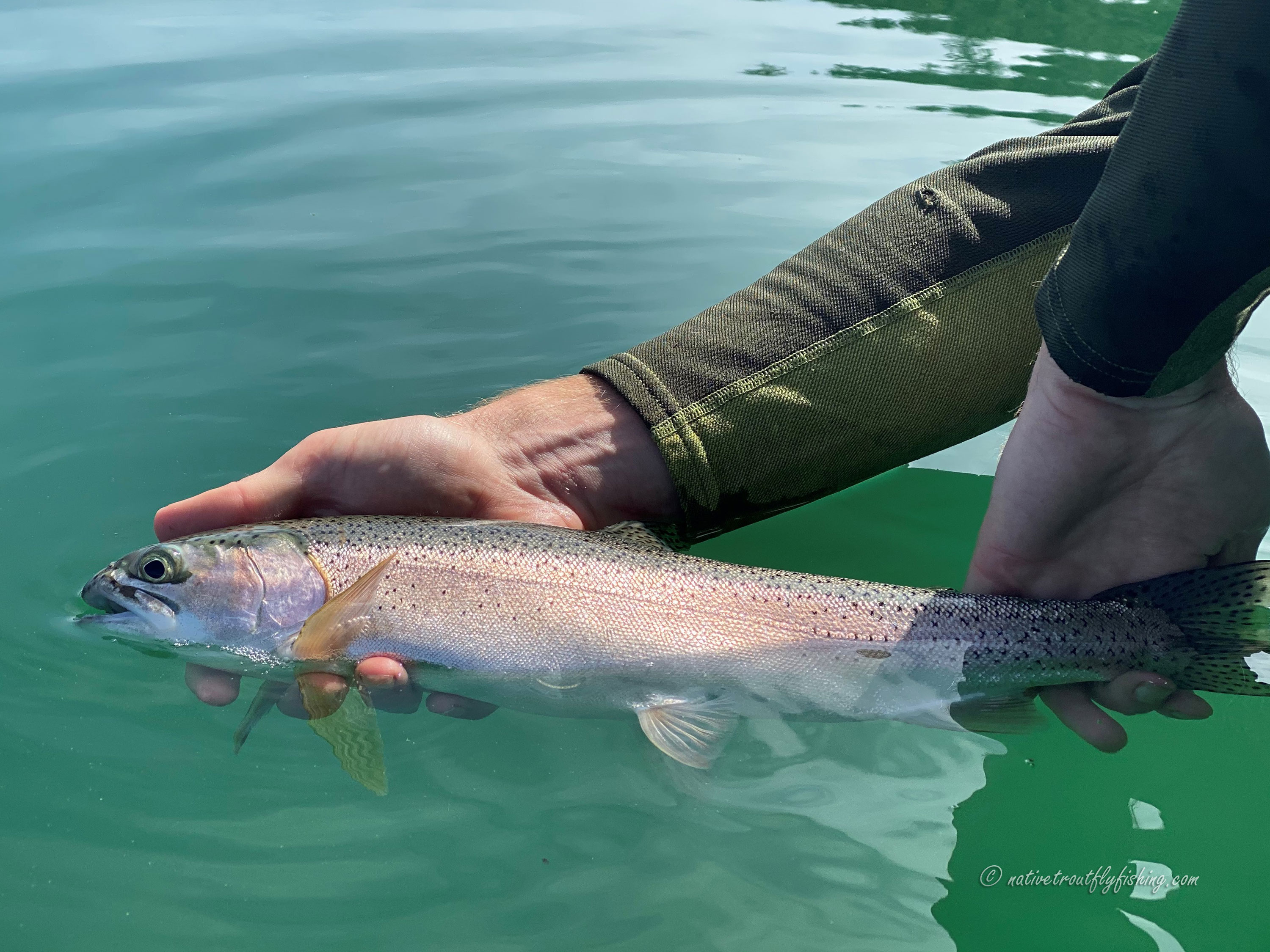Native Trout Fly Fishing: Eagle Lake Rainbow Trout