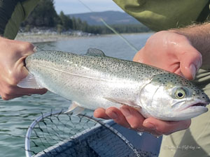 Native Trout Fly Fishing