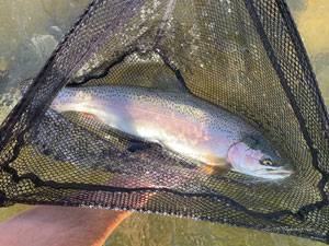 Native Trout Fly Fishing