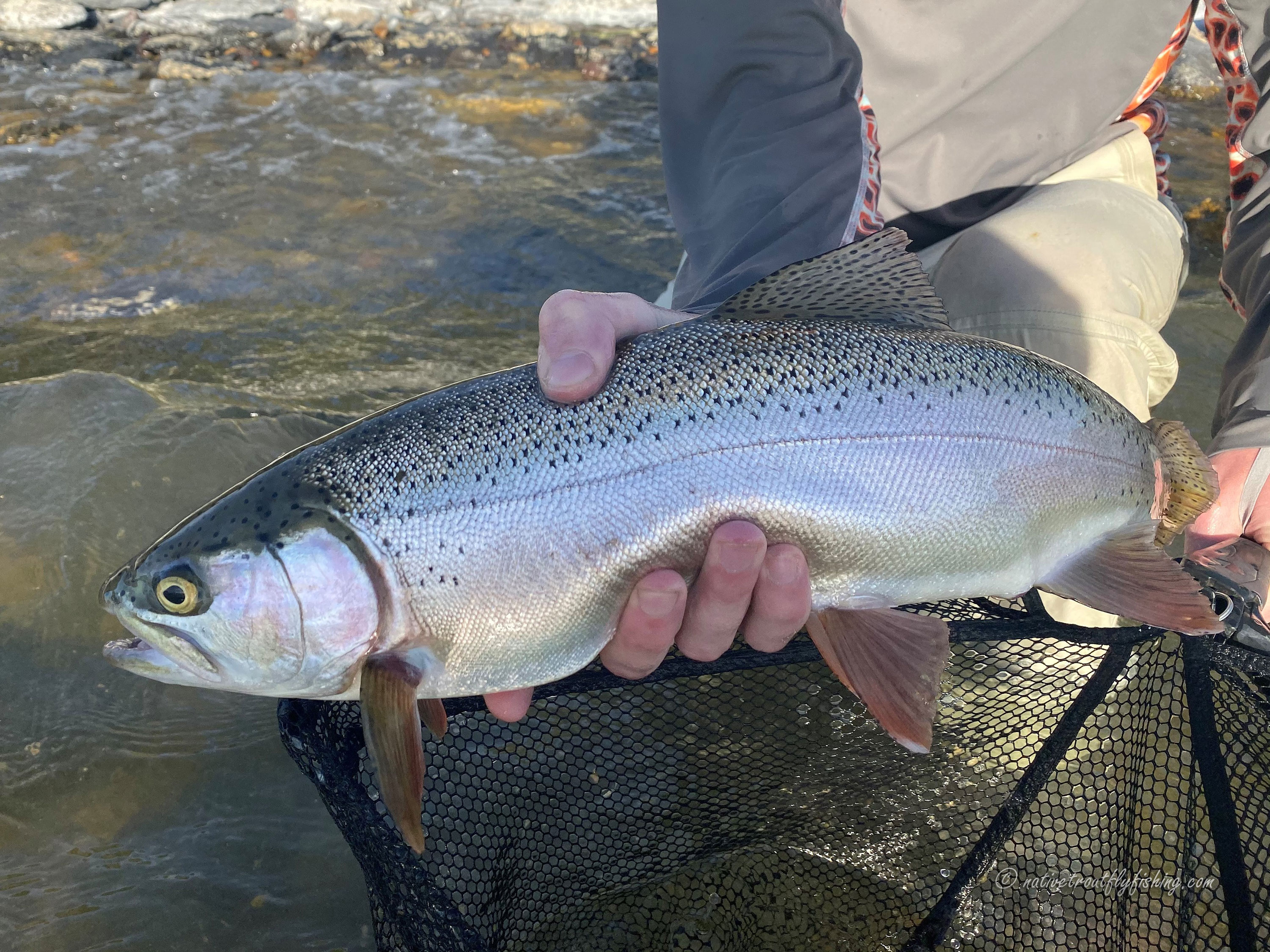 Native Trout Fly Fishing: Eagle Lake Rainbow Trout