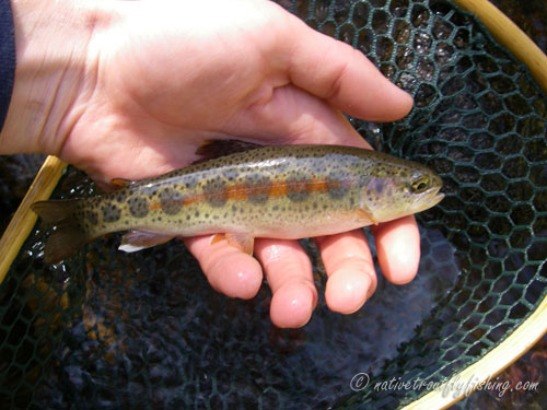 Native Trout Fly Fishing