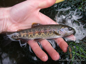 Native Trout Fly Fishing